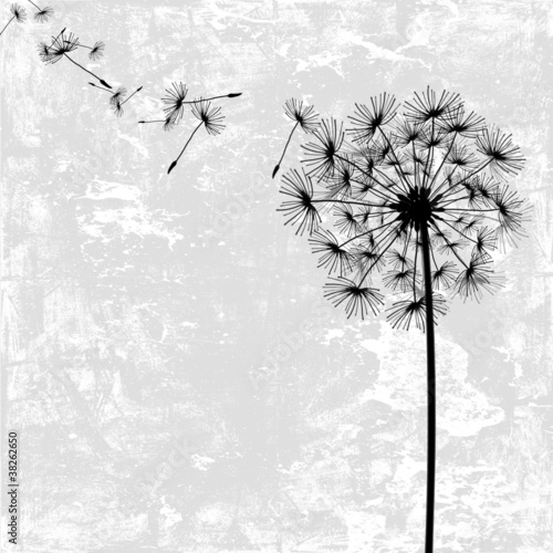 Obraz w ramie dandelion with seeds in the wind