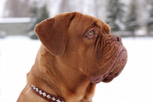 Portrait Of Bordeaux Dog In Profile