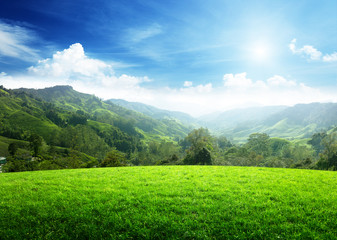 Wall Mural - field of spring grass and mountain