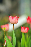 Fototapeta Tulipany - Beautiful spring tulip flowers in colorful garden