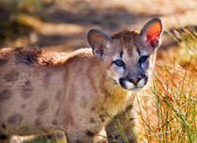 Young Mountain Lion Cougar Kitten Puma Concolor