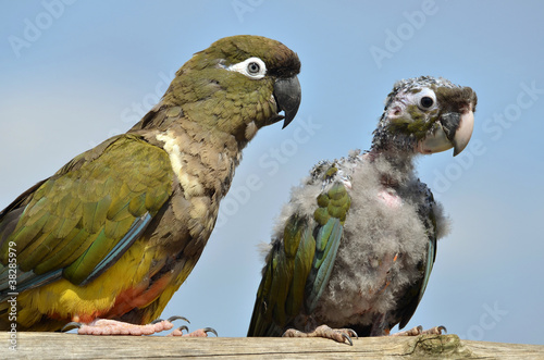 Board z aluminiowym obramowaniem Dwie papugi (burakowanie papug) (cyanoliseus patagonus)