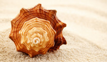 Spiral Seashell.