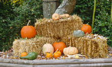 Autumn Display Of Straw And Pumpkins