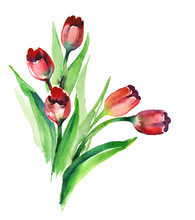 Watercolor -Red Tulips-