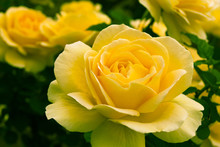 Beautiful Yellow Rose In A Garden.