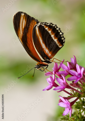 Tapeta ścienna Pomarańczowy motyl na różowych kwiatach