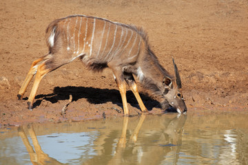 Poster - Nyala antelope drinking