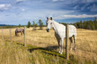 Beautiful horse behind a farm fence, Alberta, Canada