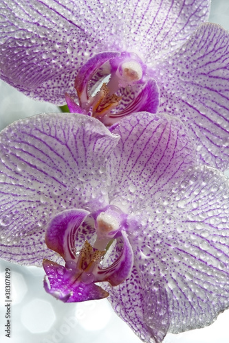 Obraz na płótnie canvas dwuczęściowy "dyptyk" Krople orchidei i rosy