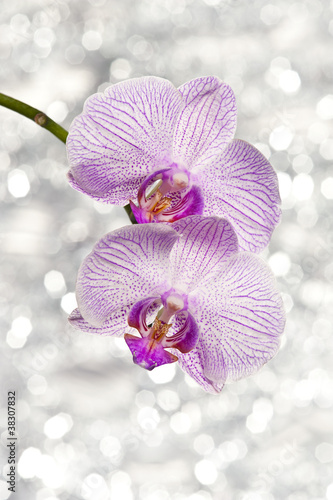 Naklejka - mata magnetyczna na lodówkę orchid and light bokeh