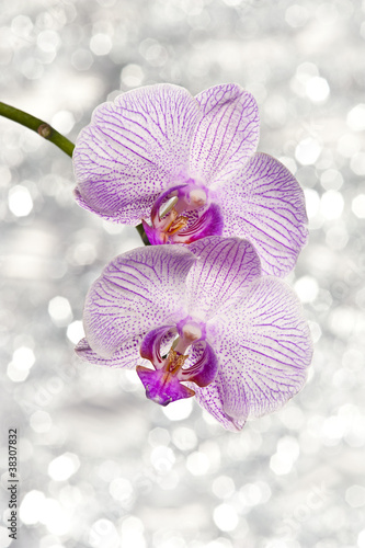 Fototapeta na wymiar orchid and light bokeh