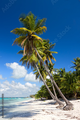 Board z aluminiowym obramowaniem Palmy na tropikalnej plaży, Morze Karaibskie, dominican rep