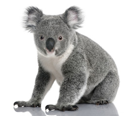 Wall Mural - Young koala, Phascolarctos cinereus, 14 months old