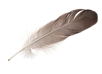 isolated dark grey feather