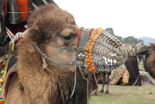 Camel Wrestling At Selcuk In Turkey