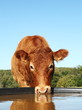 Limousin Cow Drinking With Reflection Head