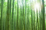 Fototapeta Dziecięca - green bamboo forest with sunlight