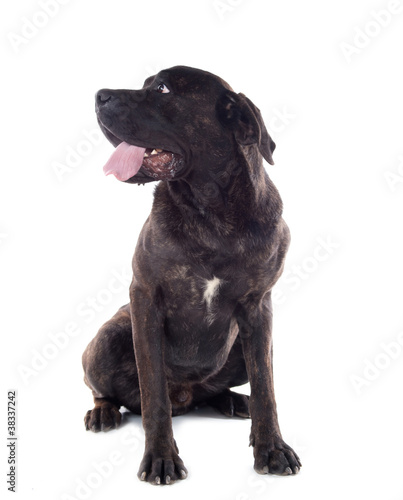 Chien De Race Cane Corso Bringé Buy This Stock Photo And