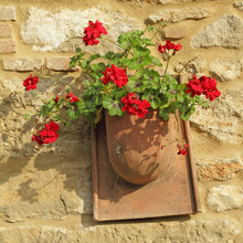 Red Geranium In Rustic Pot On Stone Wall