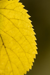 beautiful leaf on a tree