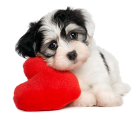 Lover Valentine Havanese puppy with a red heart