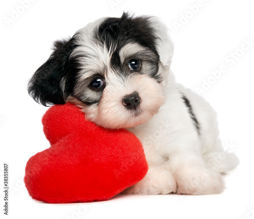 Naklejka ścienna Lover Valentine Havanese puppy with a red heart