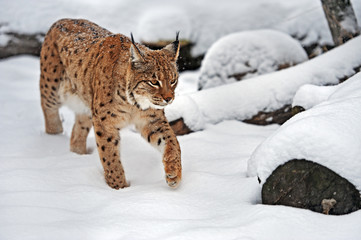 Wall Mural - lynx in winter
