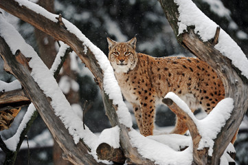 Poster - Lynx in winter