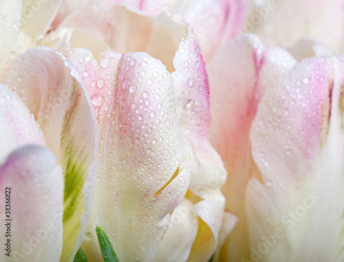 Naklejka nad blat kuchenny Tulpen mit Tautropfen