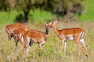 Wall Mural - Female impala antelopes, Tarangire National Park, Tanzania