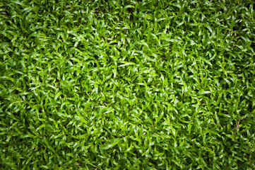 Green grass surface