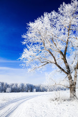 Trees covered with snow against the sky