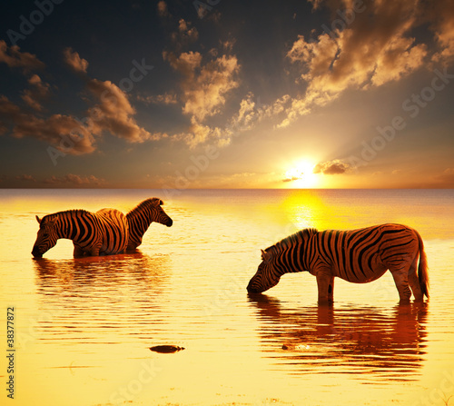 Obraz w ramie Zebra