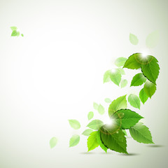 Wall Mural - background with fresh green leaves