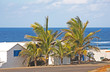 Palmen auf Lanzarote