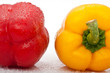 rote und gelbe  Paprika mit Tropfen vor weissem Hintergrund