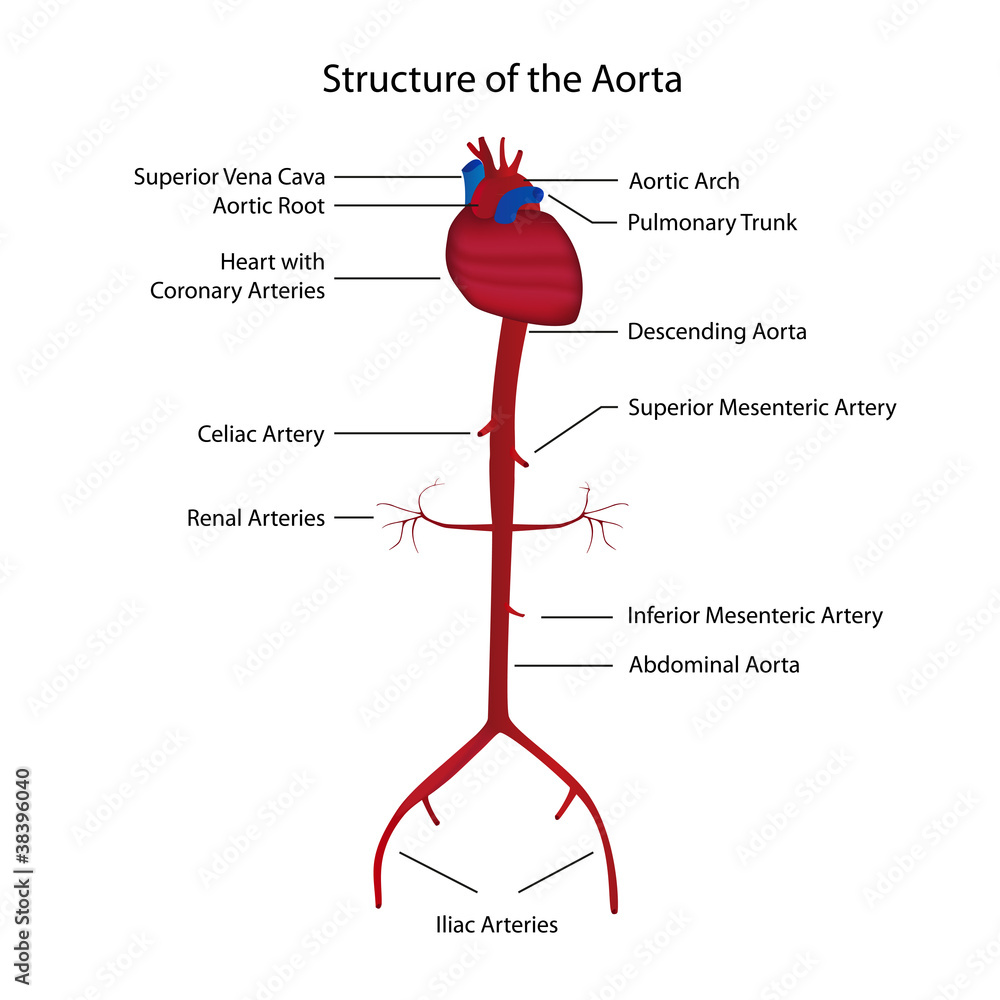 structure of the aorta vector illustration - obrazy, fototapety, plakaty 