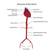 structure of the aorta vector illustration