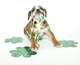 Fototapeta Zwierzęta - Funny St Patricks Day Puppy