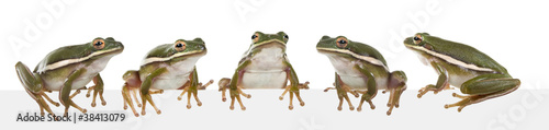Fotomural The American green tree frog (Hyla cinerea)