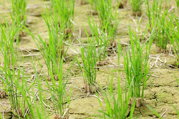 Canvas Print - green seedling growing out of soil