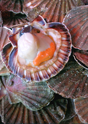 Coquille Saint Jacques Coquillage Fruits De Mer Frais Buy