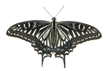 Sticker - Butterfly (Papilio xuthus) 14