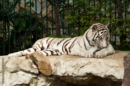 Obraz tygrys   bialy-tygiel-na-skale