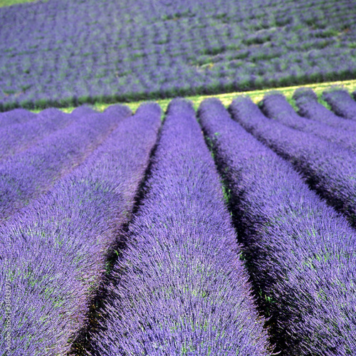 Tapeta ścienna Lawendowe pole, płaskowyż Valensole, Prowansja, Francja