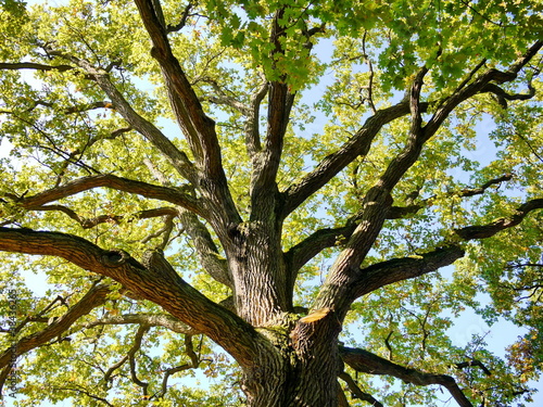 Fototapeta na wymiar Eiche Baumkrone Baum Natur 