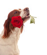 Dog with red rose in mouth