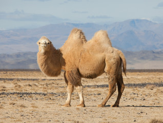 Wall Mural - Bactrian camel in the steppes of Mongolia