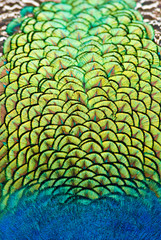  peacock vibrant plumage colours